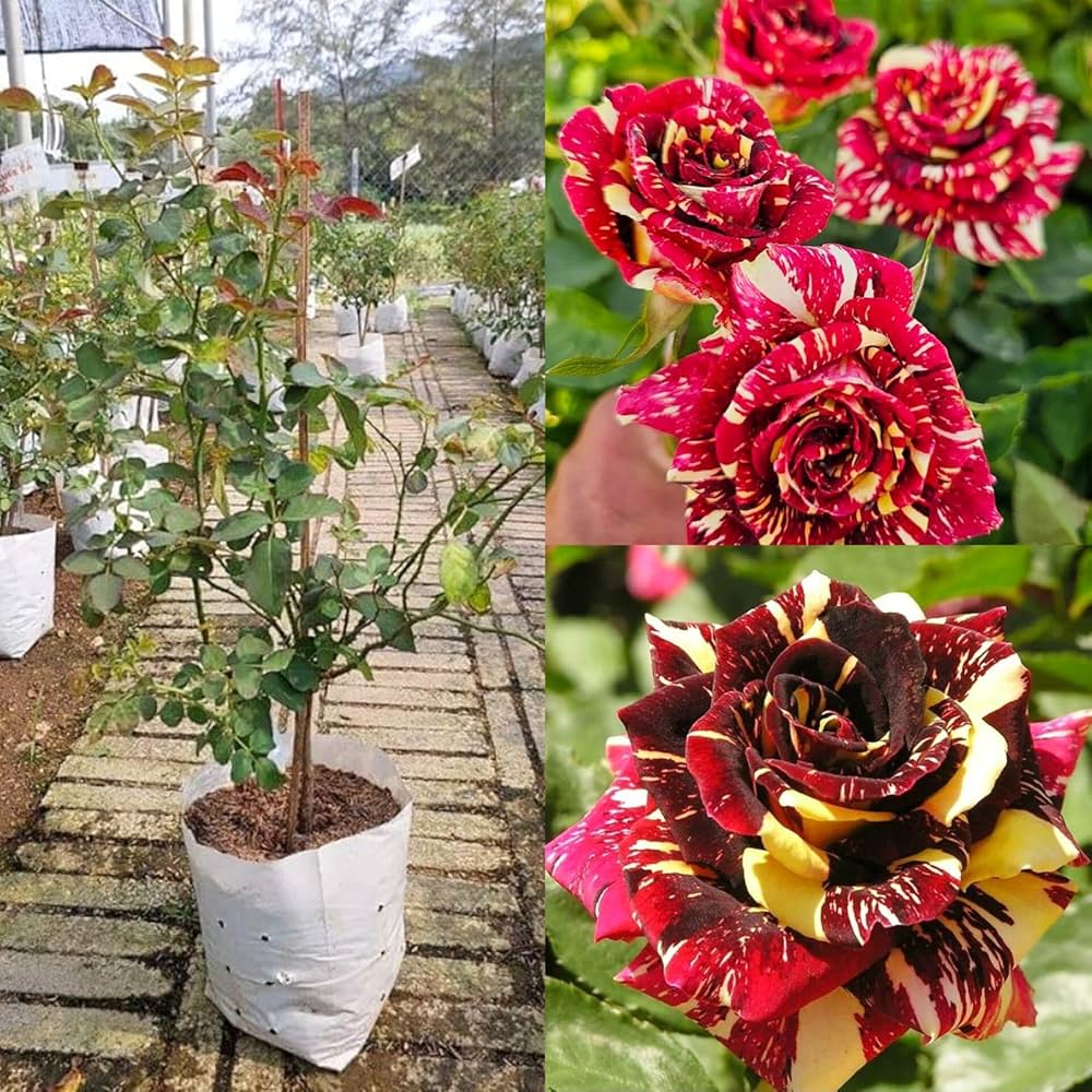 Brown Rainbow Potted Rose Flower Seeds for Planting Pollinator Friendly Heirloom & GMO Free Seeds for Home Garden
Sale