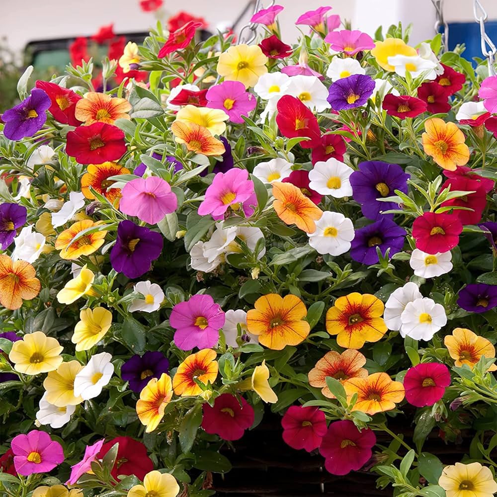Petunia spp. Seeds for Planting in Flower Bed and Garden House