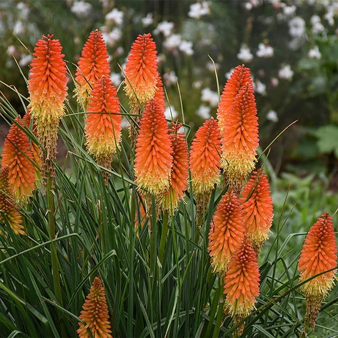 Torch Lily Red Hot Poker Seeds for Vibrant Garden Blooms