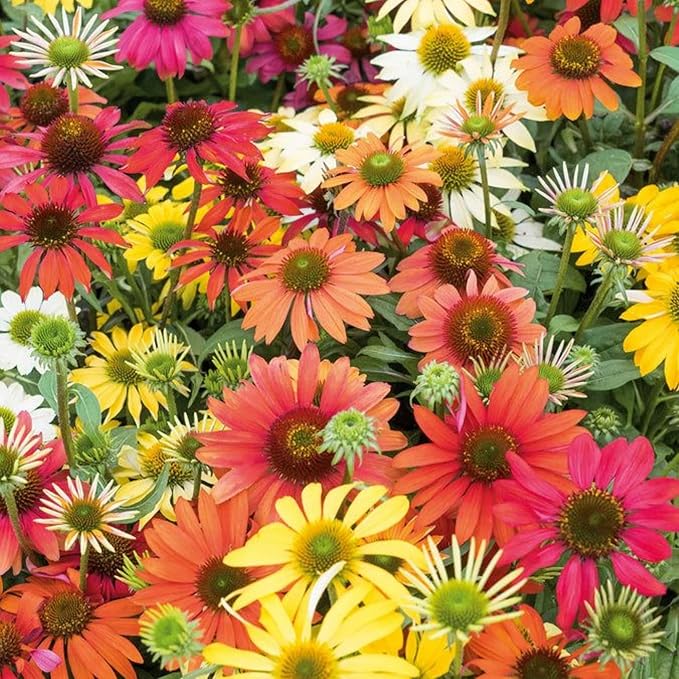 Firebird Coneflower Echinacea purpurea Seeds for Planting in Flower Bed