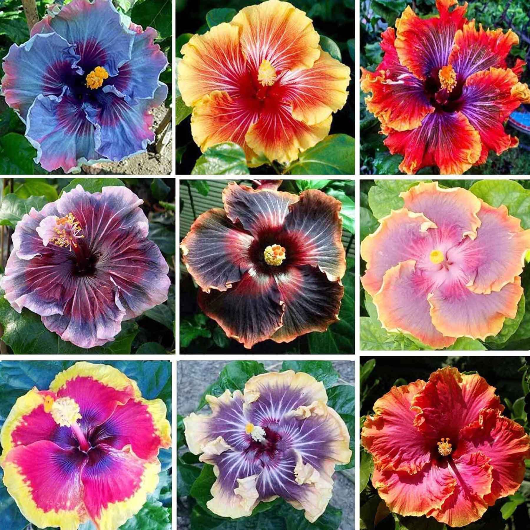 MultiColored Hibiscus Flower seeds blooming in flower beds, containers, borders, and pollinator-friendly gardens