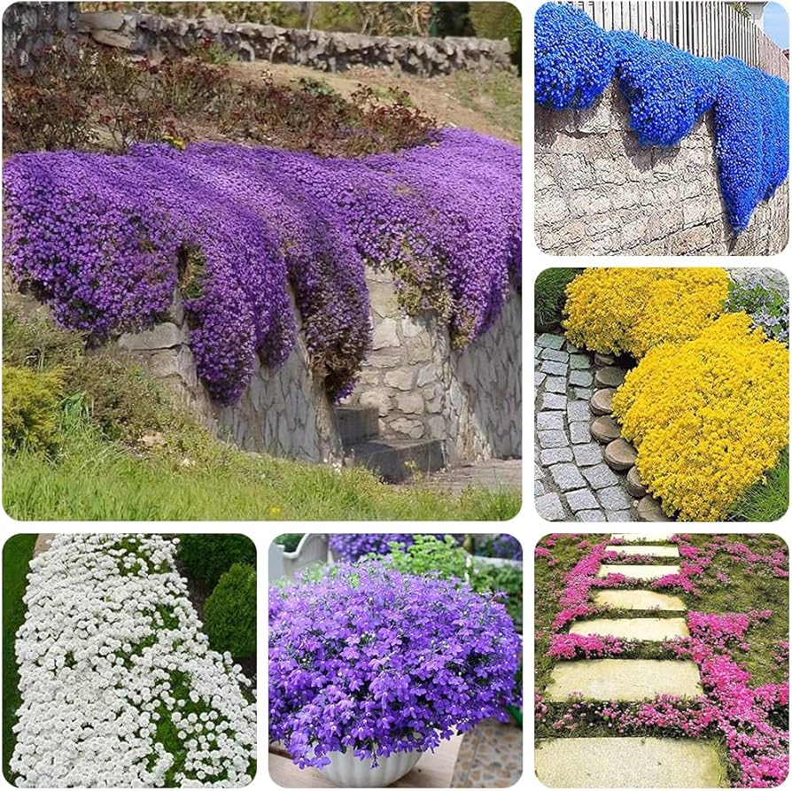 Lavender Creeping Thyme Thymus serpyllum for planting in herb garden
