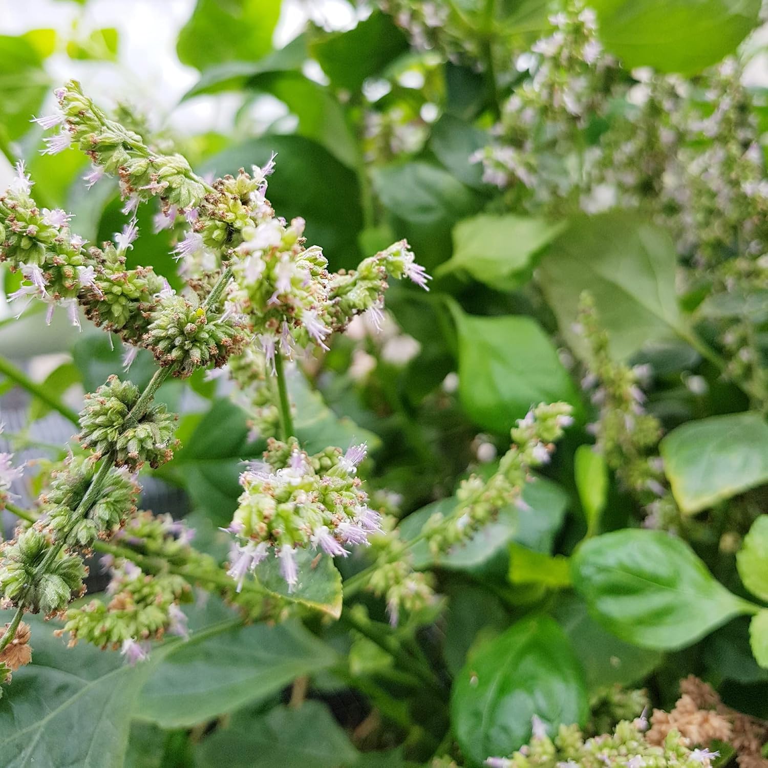 Pogostemon Cablin Seeds Patchouli Fragrant Perennial Herbaceous Plant Distinctive Aroma Intense And