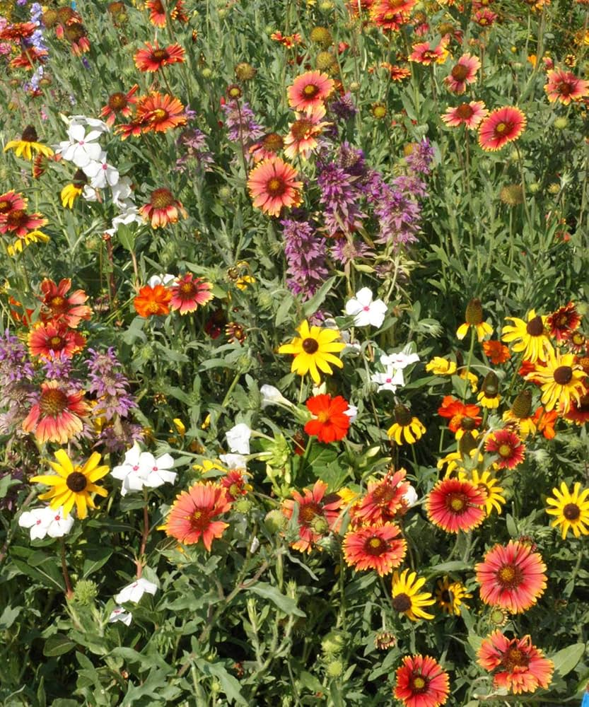 Florida & Gulf Coast Wildflower Mix Seeds for Beautiful Garden and Wildlife Habitat