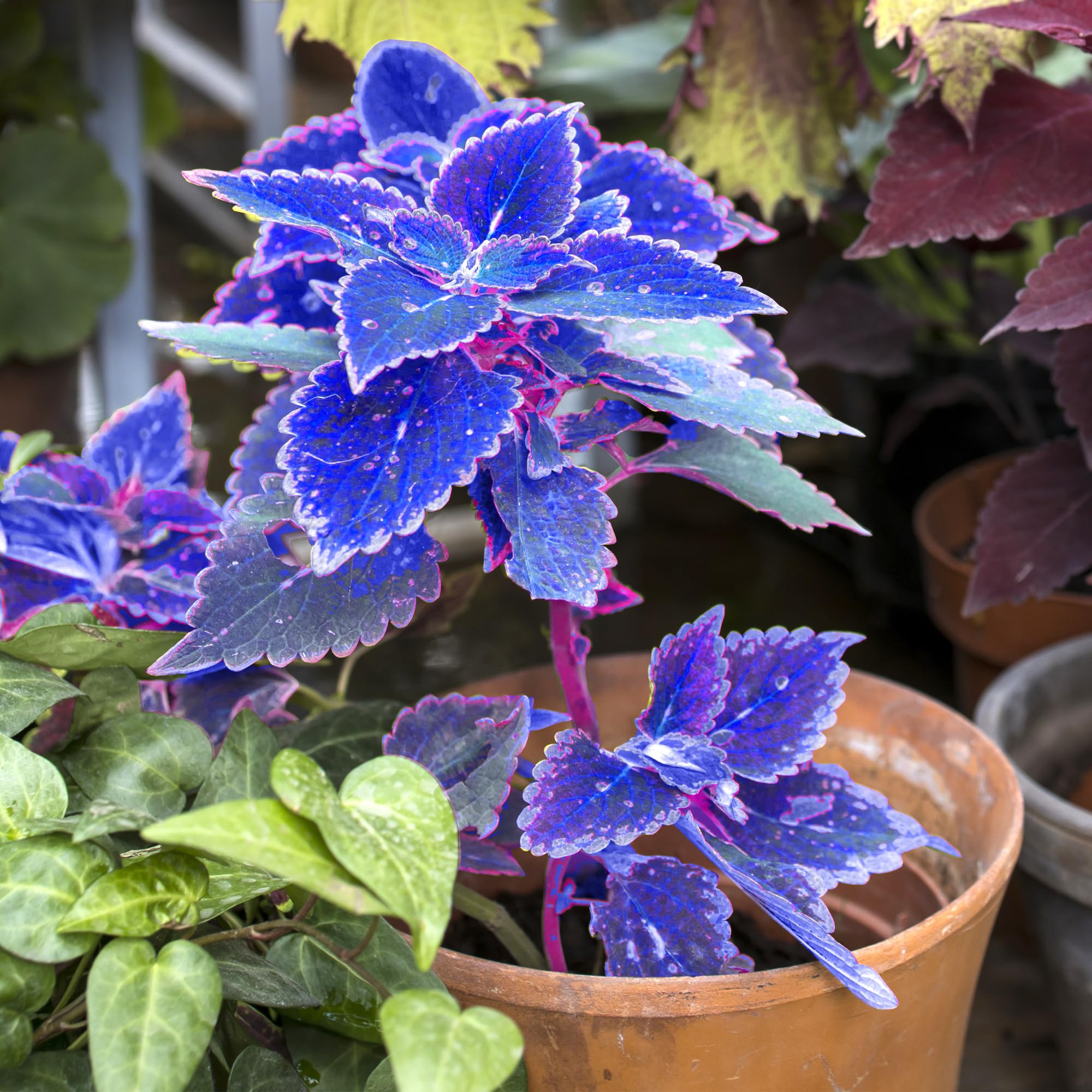 Blue Coleus Plant Seeds for Easy Planting