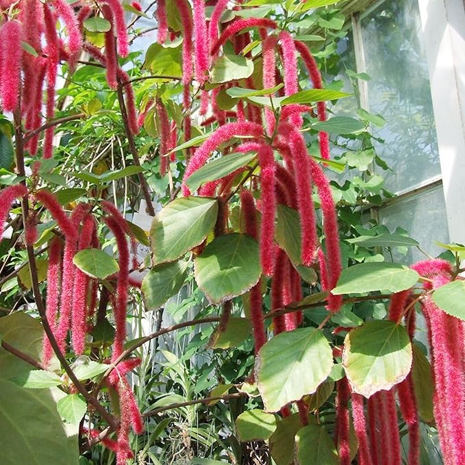 Acalypha Pendula Acalypha pendula Seeds for Planting in Flower Bed & Garden