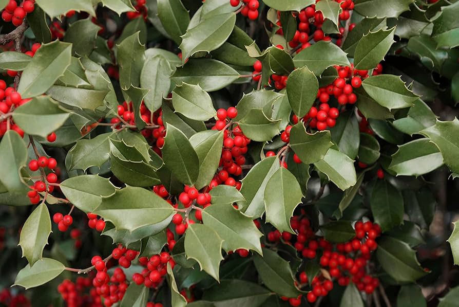 Opaca Tree Seeds for Planting Grow Your Own Tree