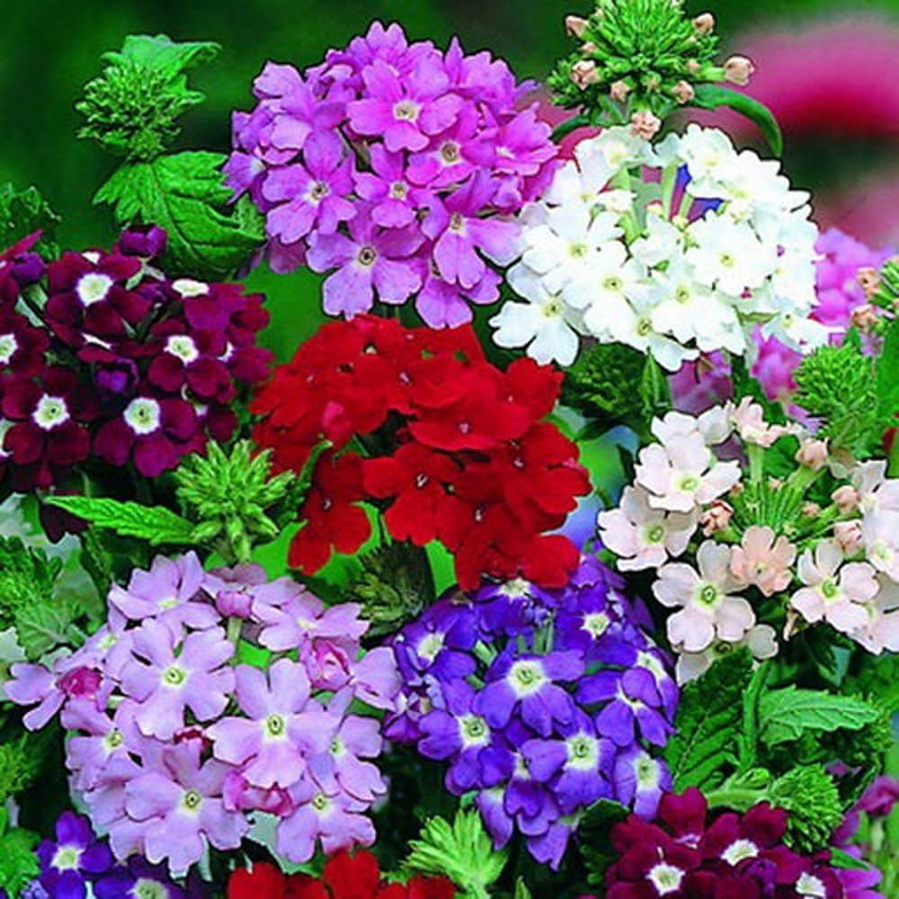 Mixed Verbena Flower seeds blooming in flower beds, containers, borders, and pollinator-friendly gardens