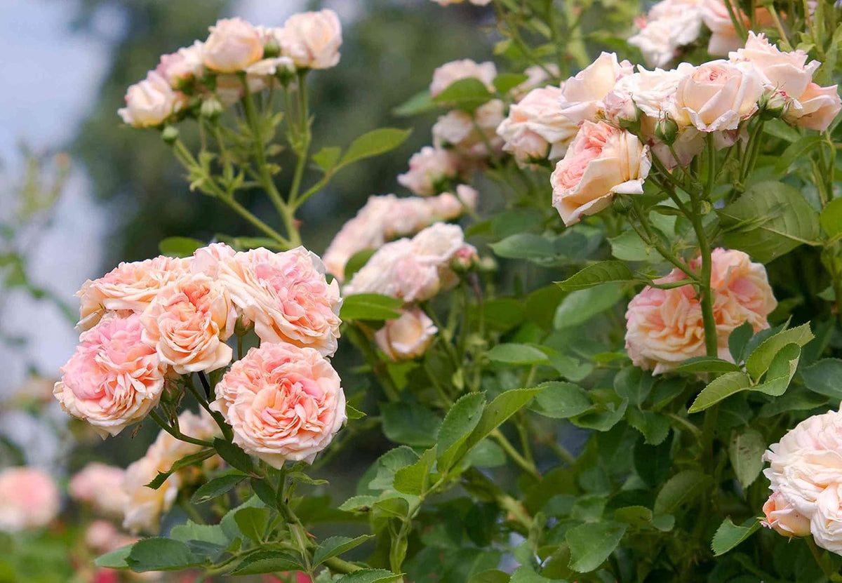 Cream Climbing Rose Flower seeds blooming in flower beds, containers, borders, and pollinator-friendly gardens