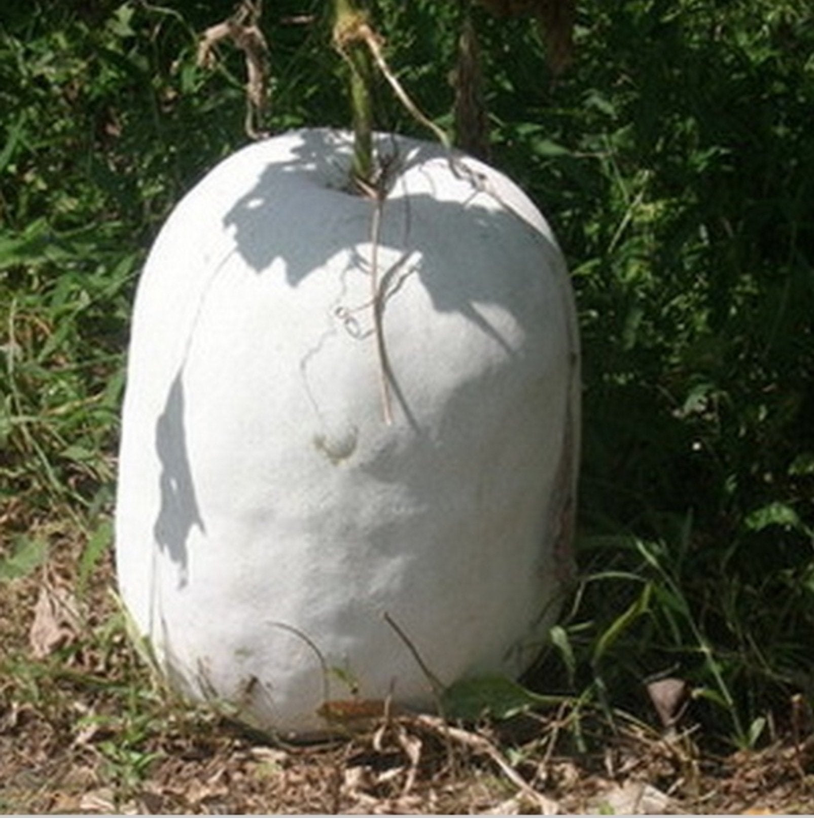 Ash Gourd Seeds - Complete Vegetable Planting Kit