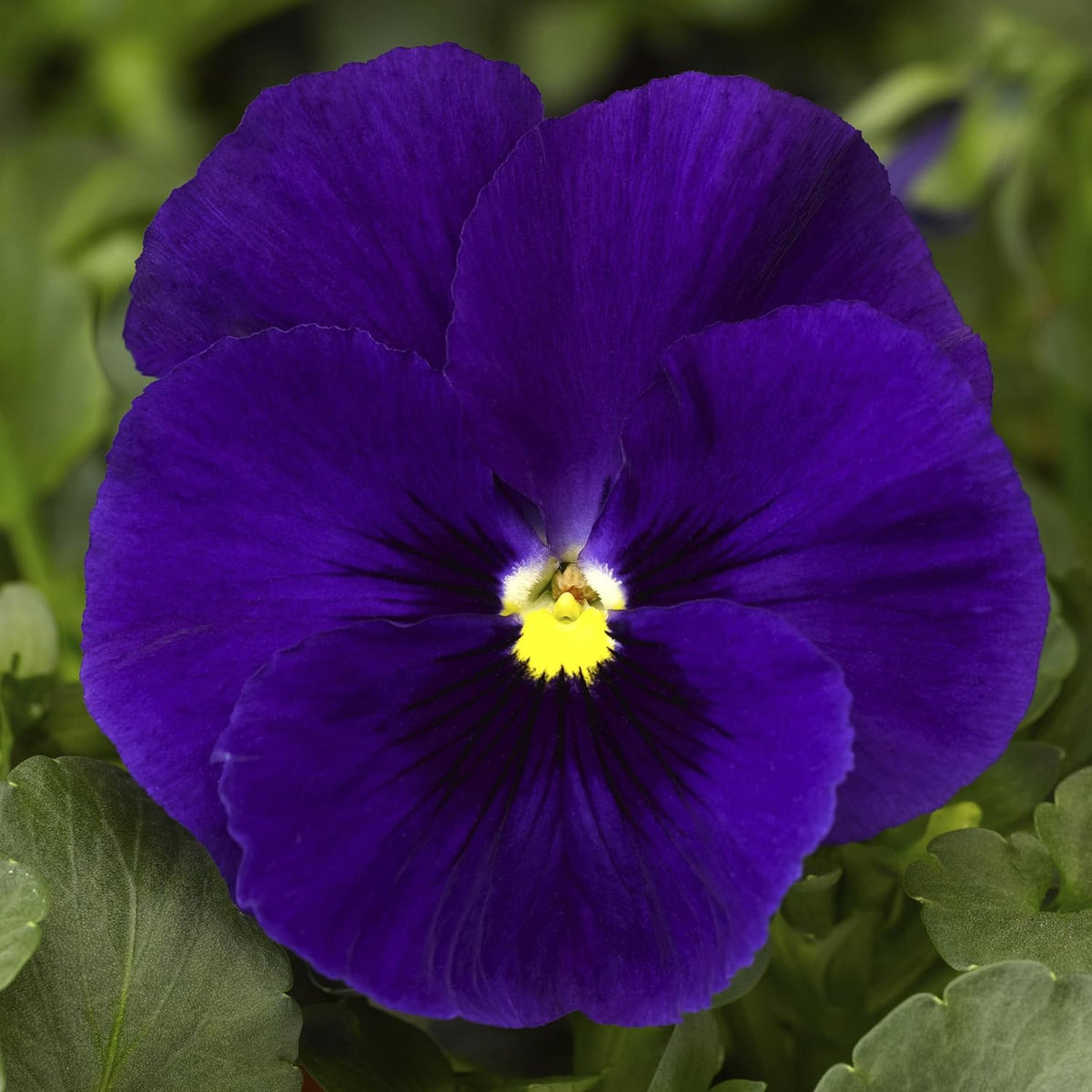 Deepblue Pansy Flower seeds for Planting - Fragrant Blossoms, Heirloom & GMO Free Seeds for Home Garden
Sale seeds for home garden