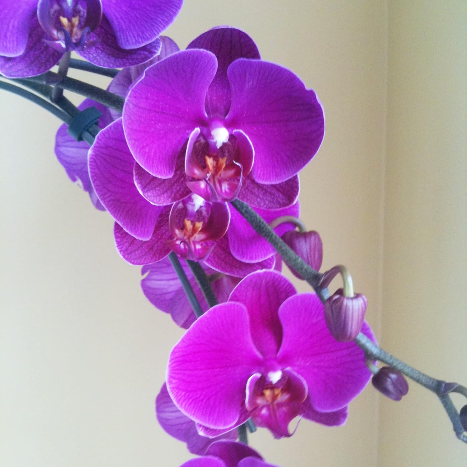 Cymbidium Orchid Seeds Fragrant Great For Beginner Hardy Easy To Care Cut Flower Container Indoor