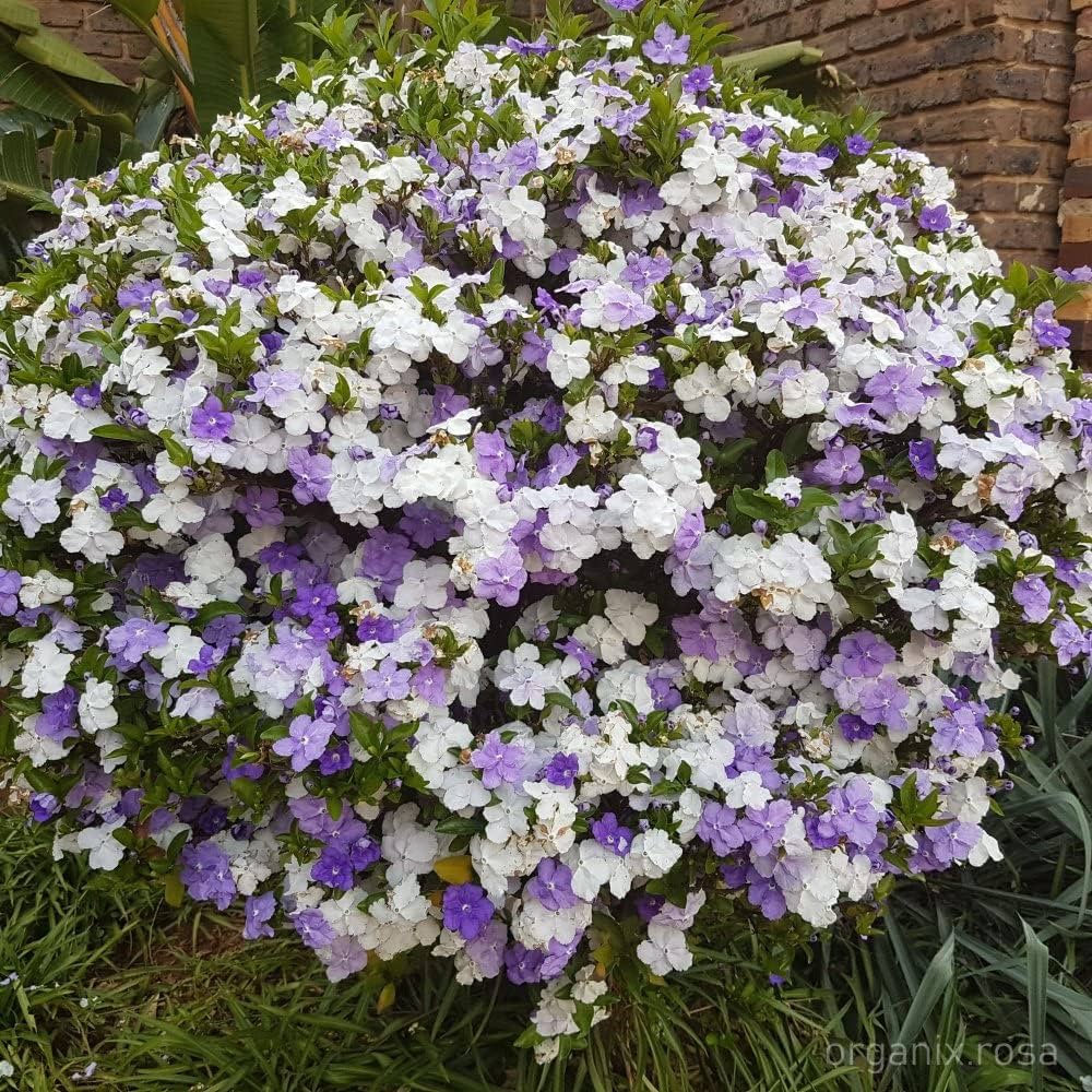Purple Brunfelsia Pauciflora Flower seeds blooming in flower beds, containers, borders, and pollinator-friendly gardens