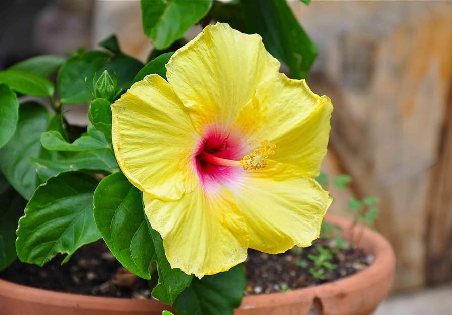 Hibiscus Flower seeds for Planting - Colorful Display, Heirloom & GMO Free Seeds for Home Garden
Sale for planting in home garden.