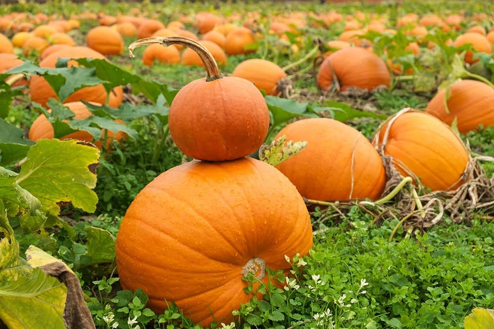 Giant Pumpkin Seeds for Planting Cucurbita maxima for vegetable patches and fall gardens