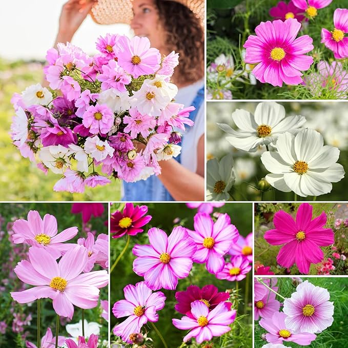Cosmos Flower Cosmos bipinnatus Seeds for Planting in Flower Bed & Urban Garden