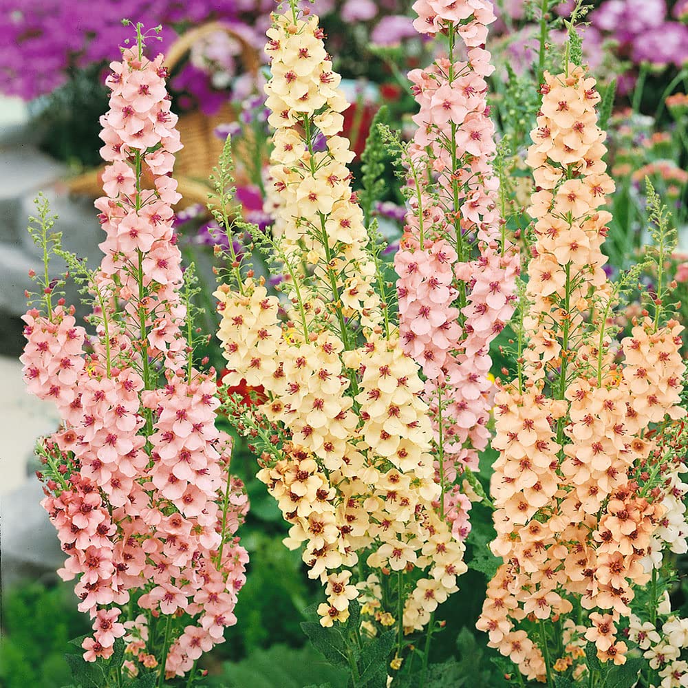 Antique Rose Verbascum Flower seeds for Planting - Cottage Garden Essential, Heirloom & GMO Free Seeds for Home Garden
Sale