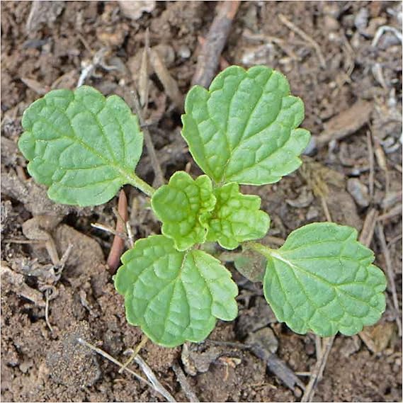 Plant Bells Of Ireland Seeds For Lucky Blooms Seeds