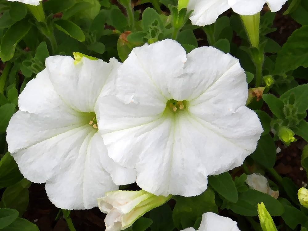 Fuchsia Petunia flower seeds for vibrant flower bed planting