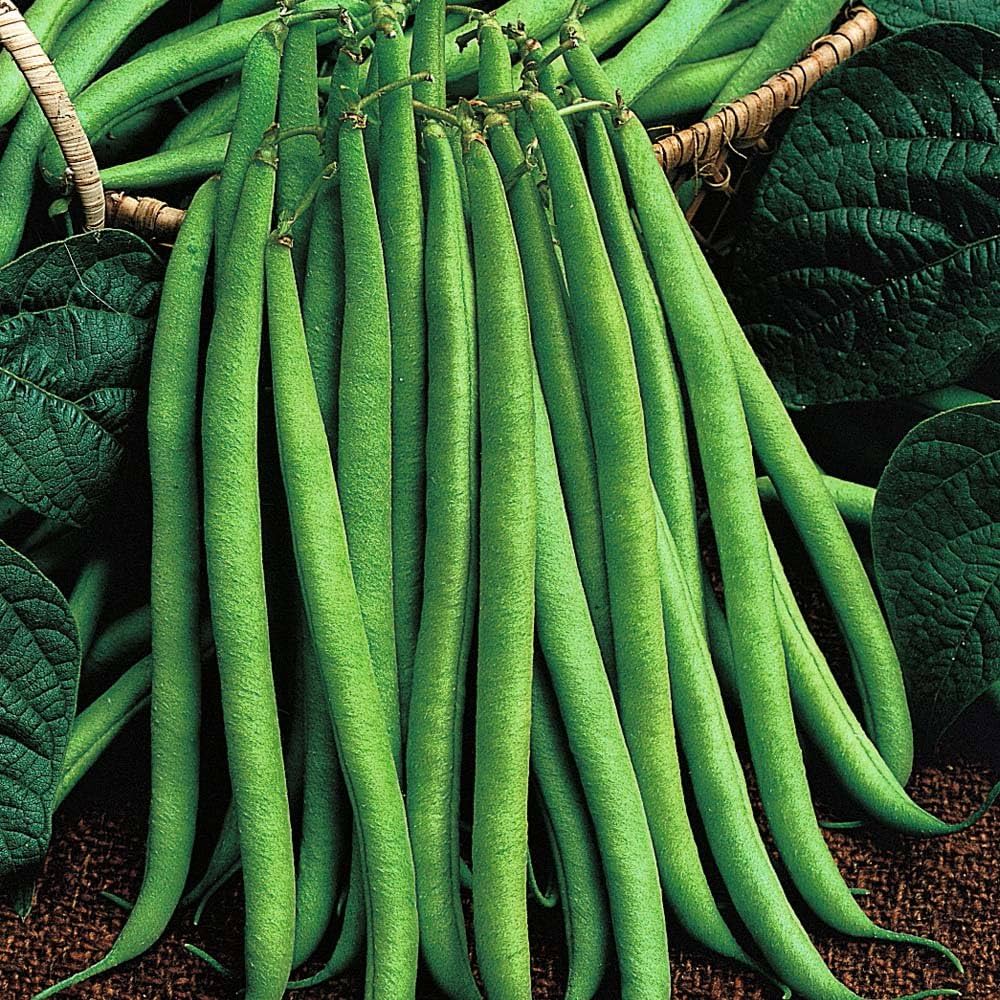 Stick Beans Vegetable Plant Seeds for Planting in Vegetable Patch