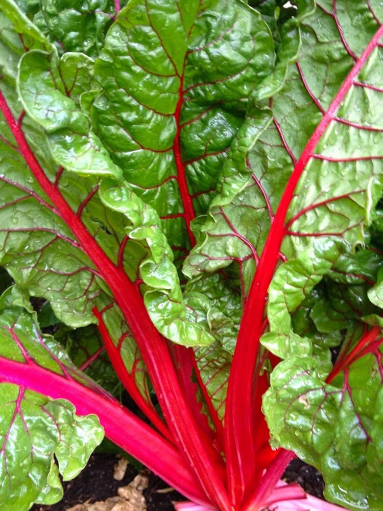 Pink Green Swiss Chard Vegetable Seeds for Garden Planting