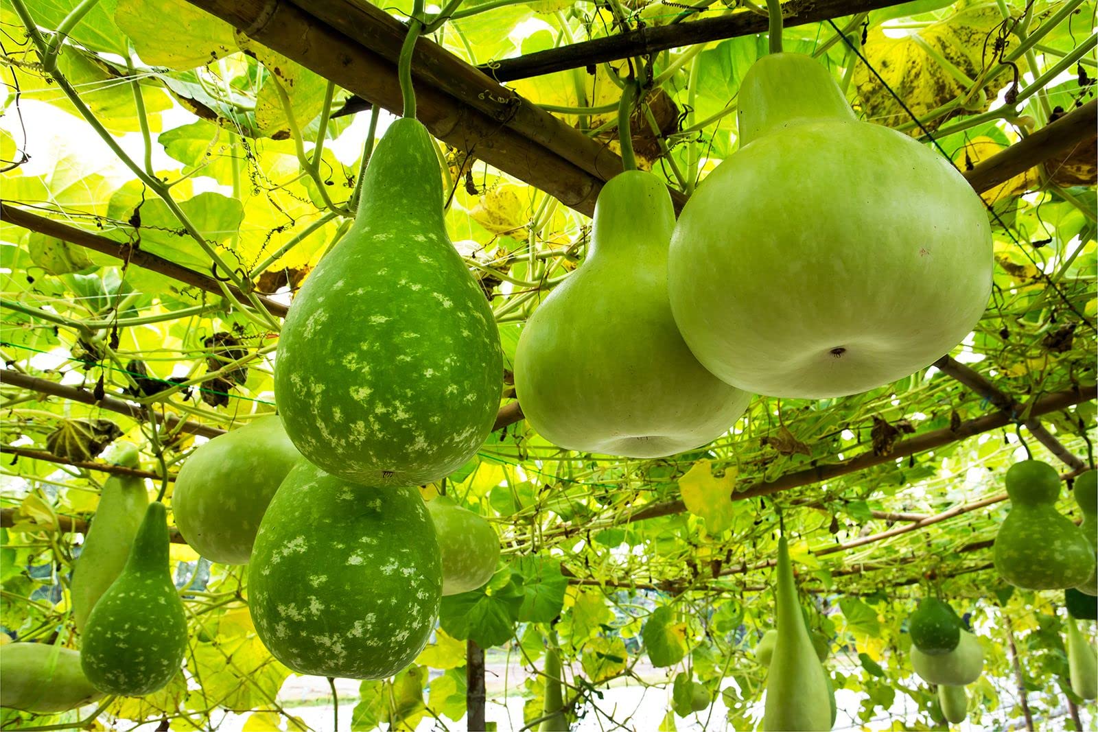 Round Bottle Gourd Vegetable Planting Seeds