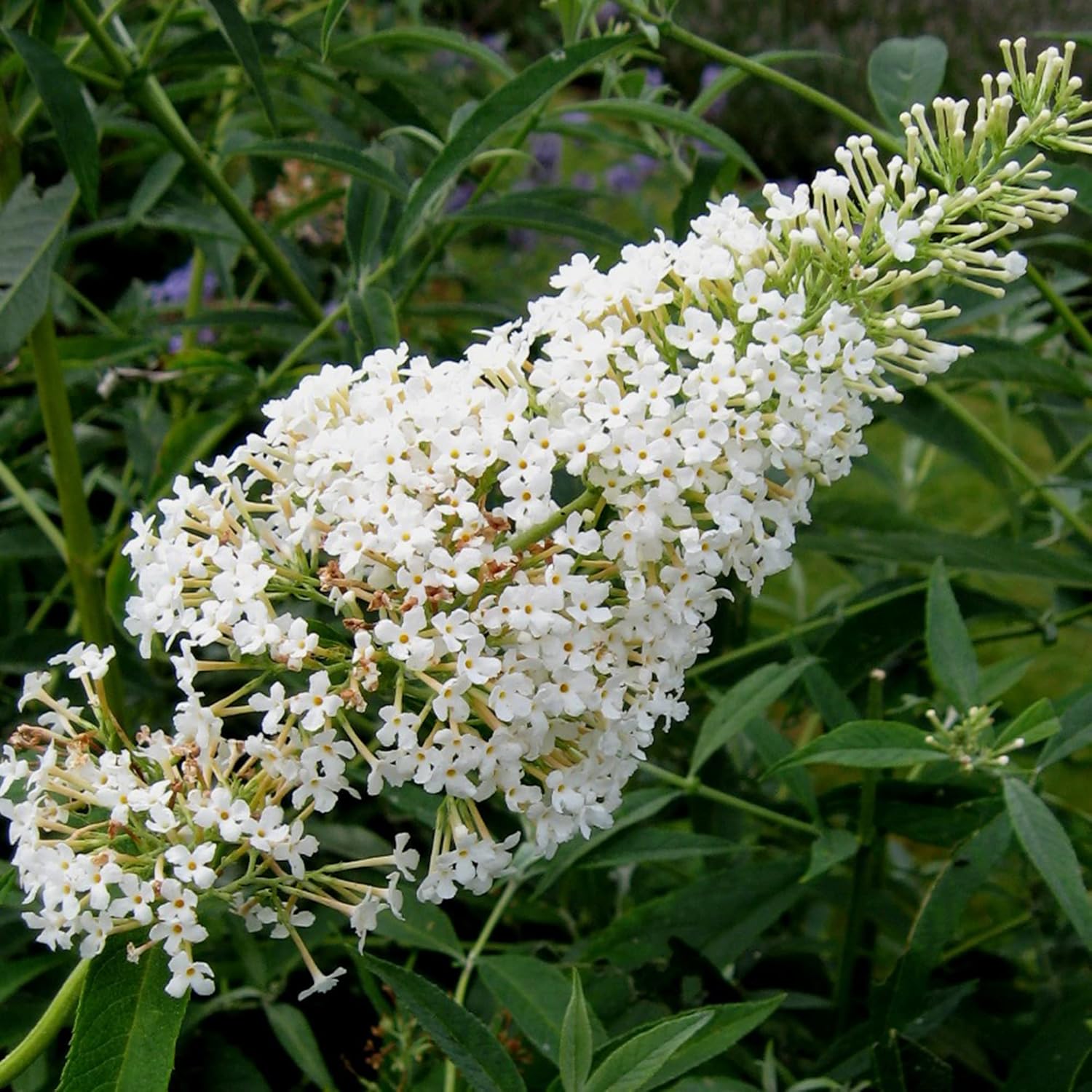 White Butterfly Bush Seeds Buddleia Davidii Perennial Deciduous Shrub Attracts Butterflies Low