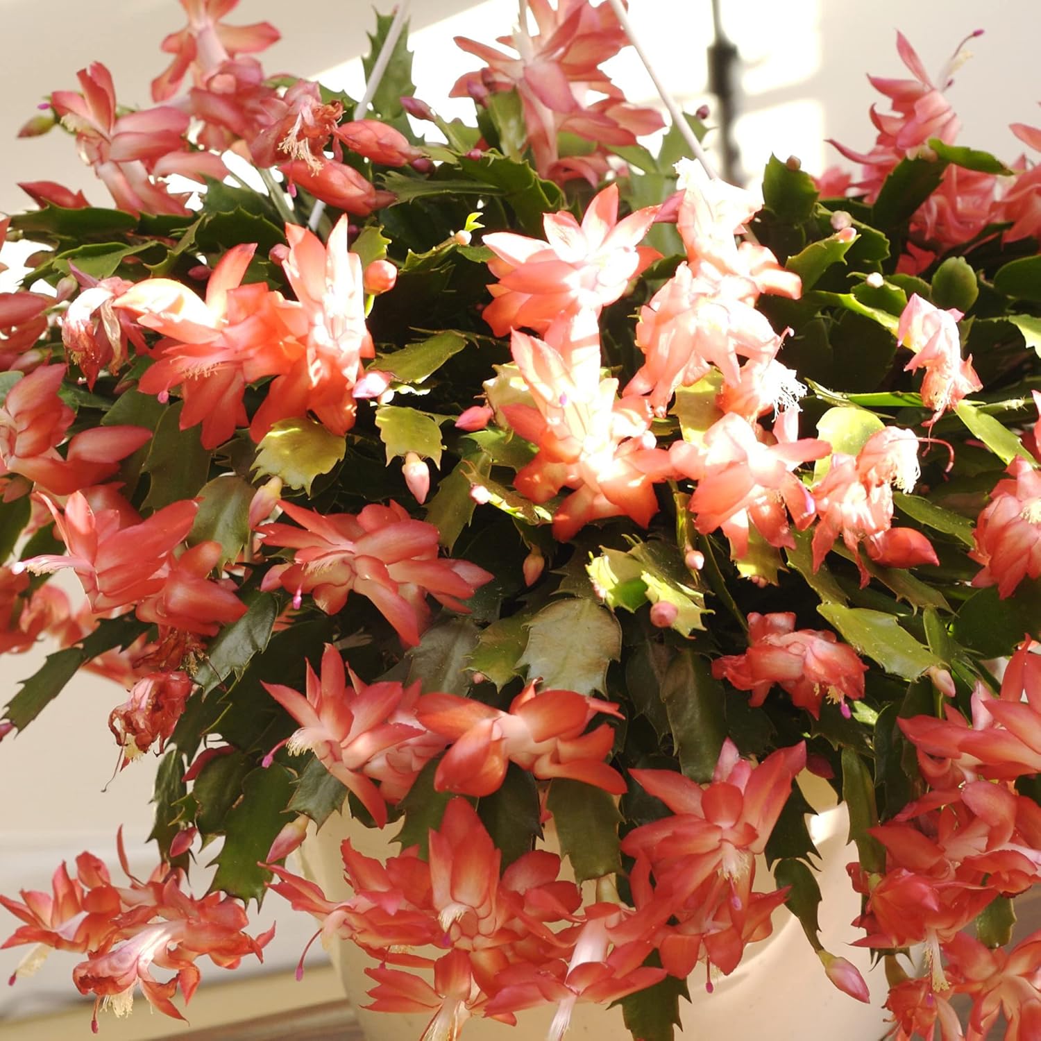 Crab Cactus Christmas Ornamental Garden Decorate Pots Hanging Baskets Outdoor Indoor Houseplant
