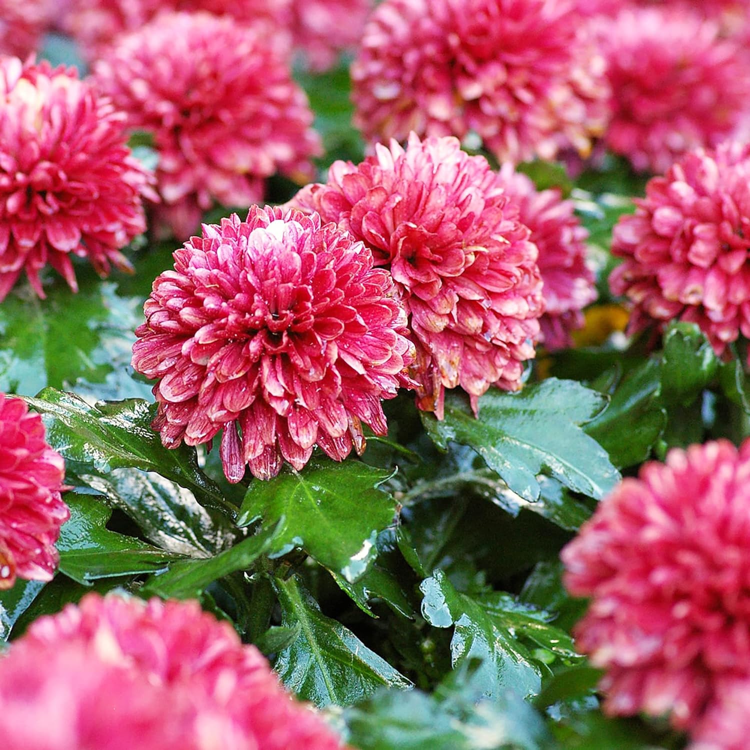 Chrysanthemum Seeds Colorful And Diverse Flowers Popular Ornamental Plants Vibrant Blooms Grace