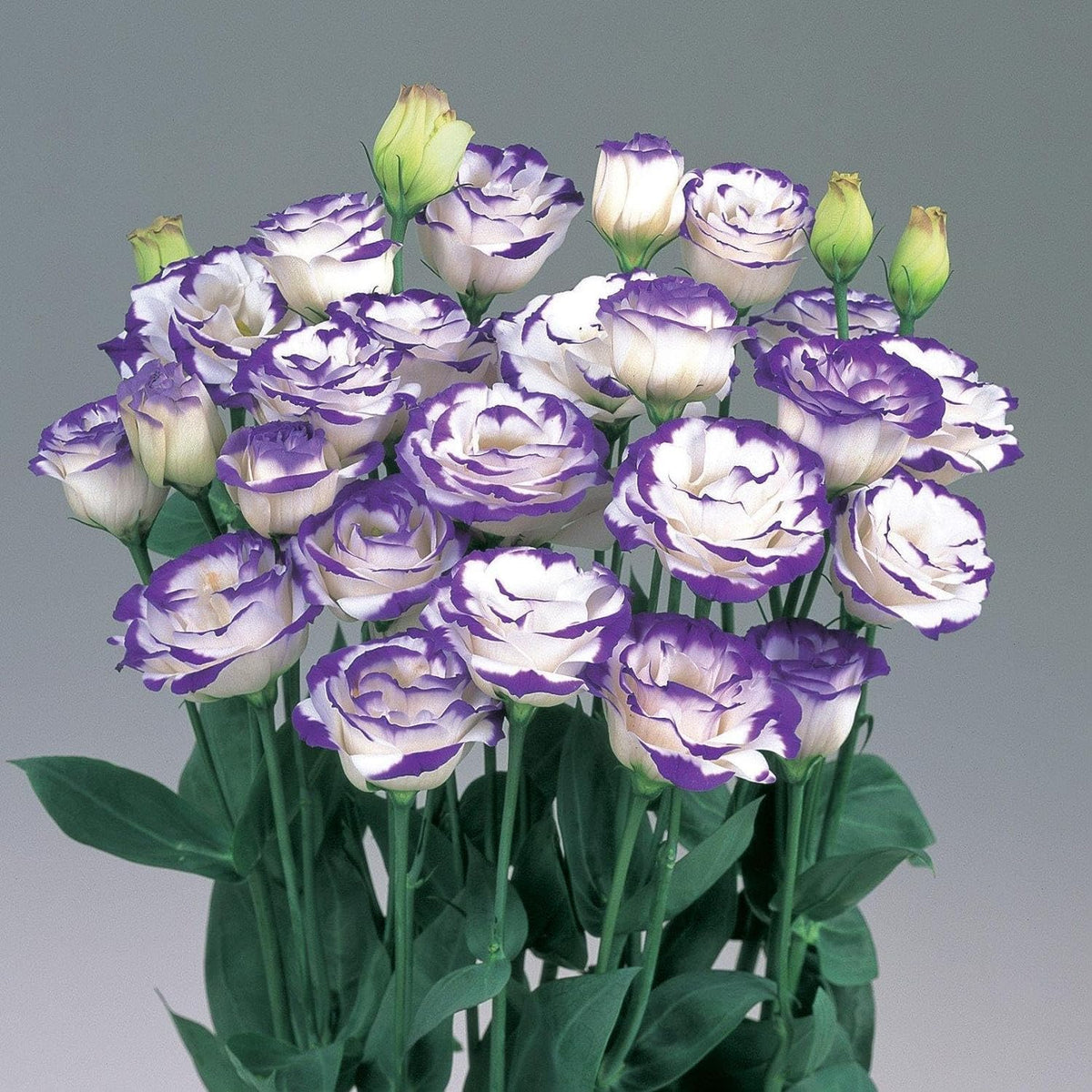 Mixed Lisianthus Echo Flower seeds blooming in flower beds, containers, borders, and pollinator-friendly gardens