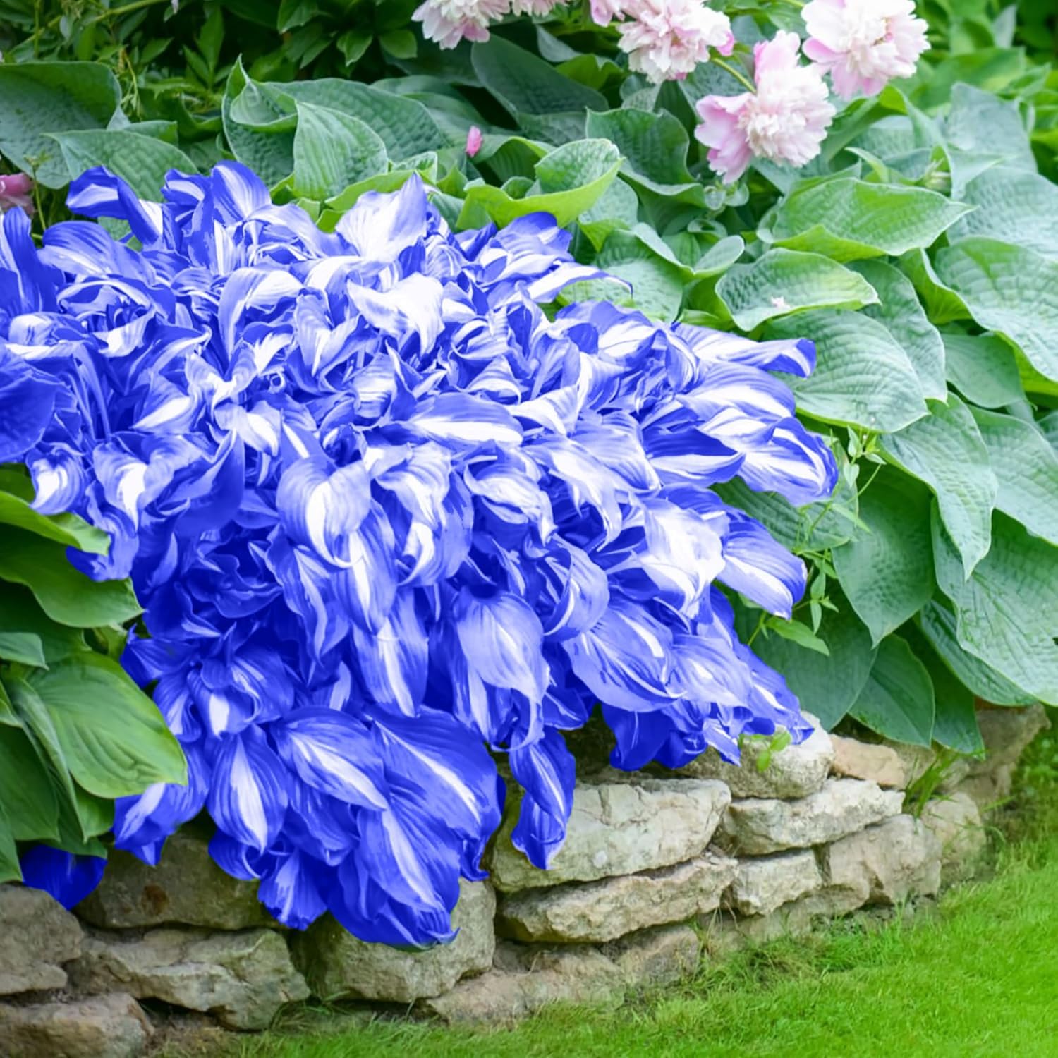Evergrowseeds Hosta seeds for planting, non-GMO perennial shade plant with lush foliage, perfect for garden landscaping.