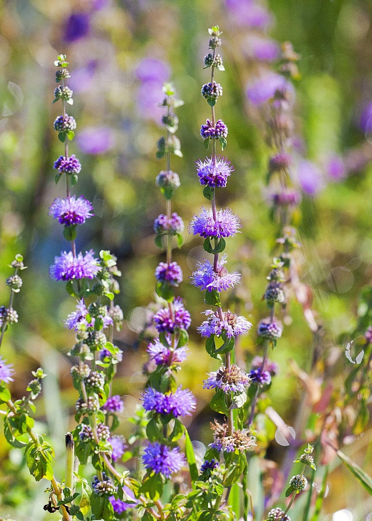 Purple Pulegium Flower Seeds for Planting - Vibrant Annual Blooms