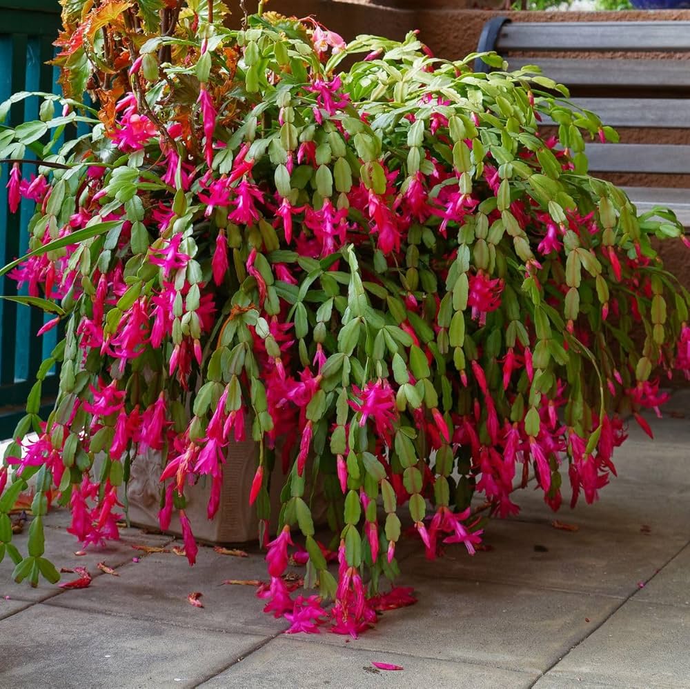Purple White Schlumbergera Flower seeds for Planting - Vibrant Colors, Heirloom & GMO Free Seeds for Home Garden