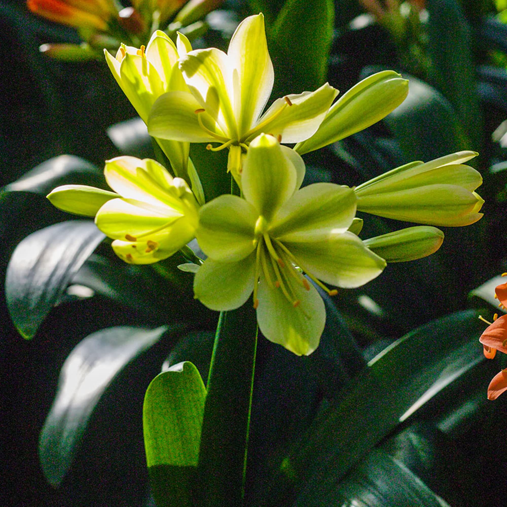 Clivia Miniata Seeds for Planting for shade gardens and pots