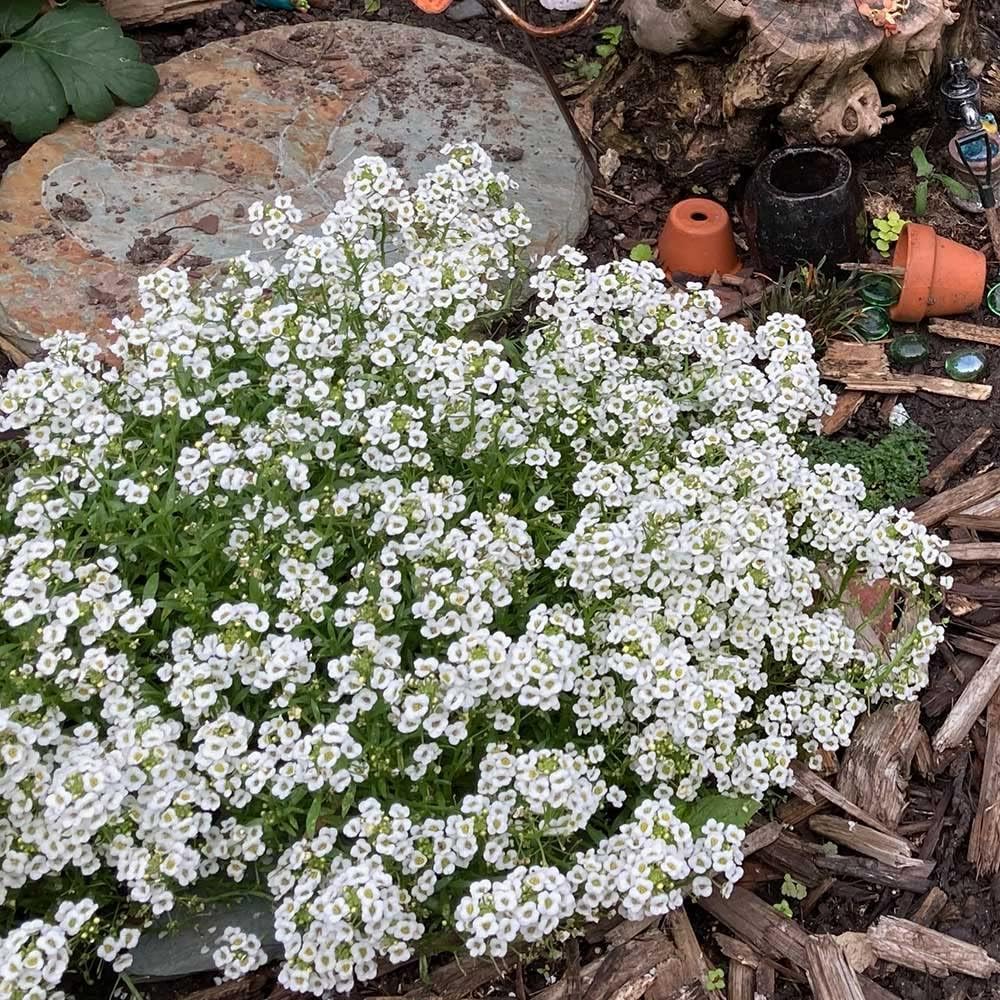 White Myosotis Flower seeds for Planting - Long Bloom Season, Heirloom & GMO Free Seeds for Home Garden
Sale seeds for home garden