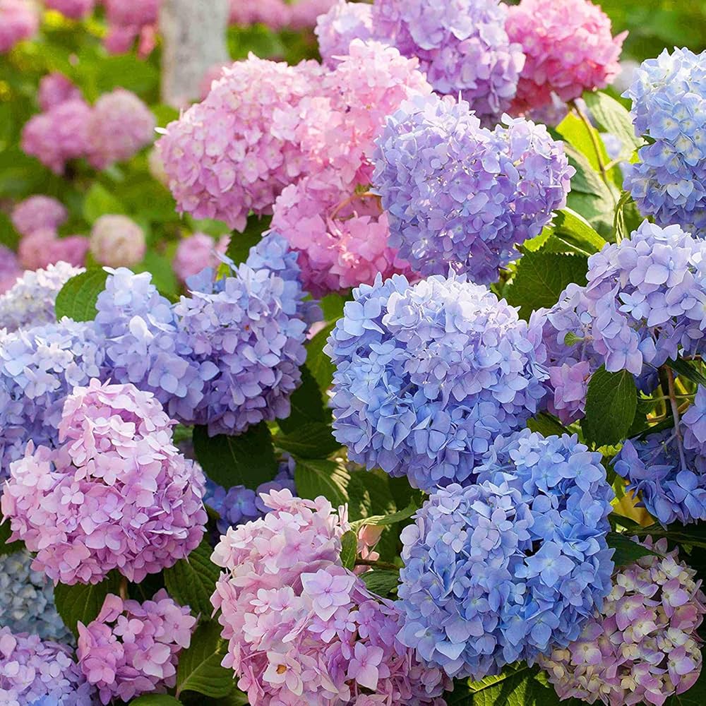 Mixed Hydrangea Flower seeds for Planting - Cottage Garden Essential, Heirloom & GMO Free Seeds for Home Garden
Sale seeds for home garden