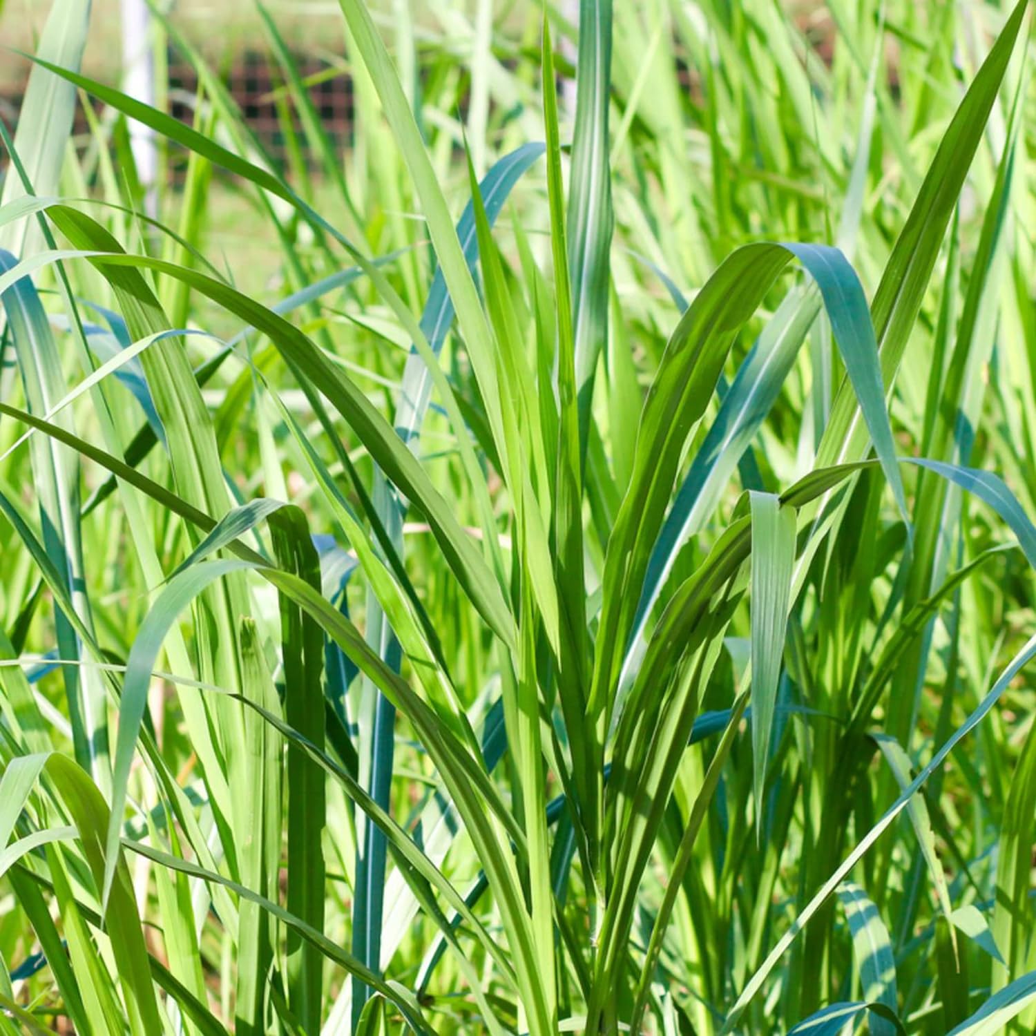 Buffalo Grass Seeds Bouteloua Dactyloides Warm-Season Perennial Low Growing Dense Fine-Textured