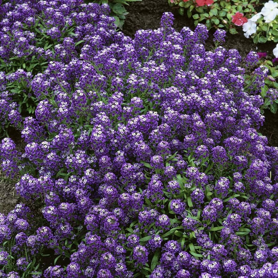 Violet Queen Alyssum Lobularia maritima Seeds for Planting - Ideal for Flower Bed & Urban Garden