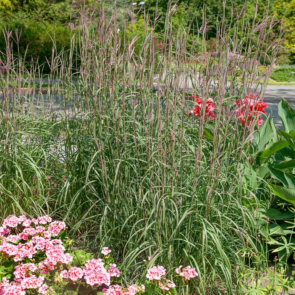 Big Bluestem Grass Seeds (Andropogon gerardii) for Native Landscaping