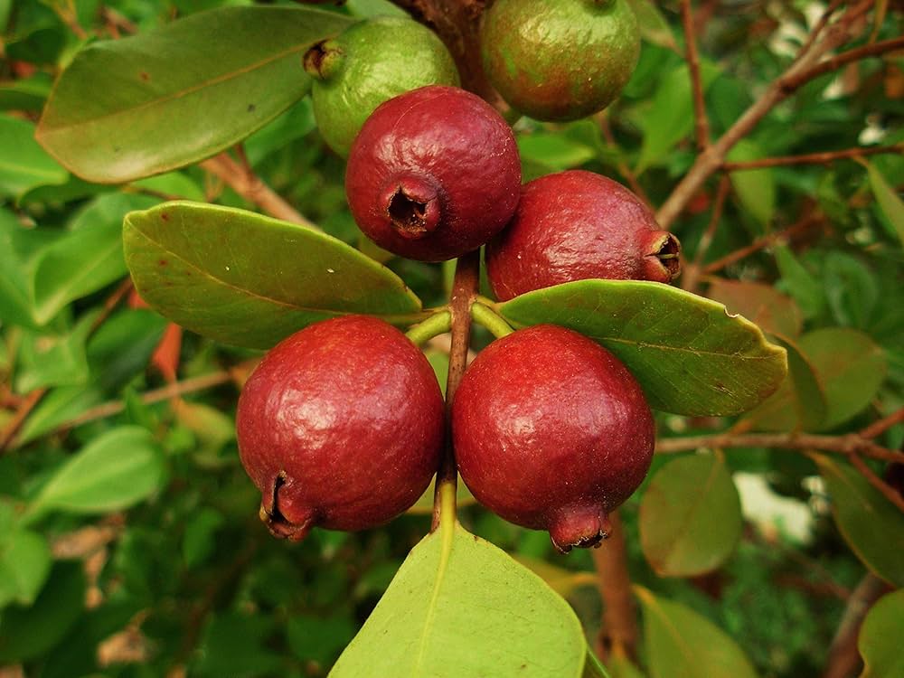 Dwarf Pineapple/Strawberry Guava Psidium littorale Seeds for Planting in Urban Garden