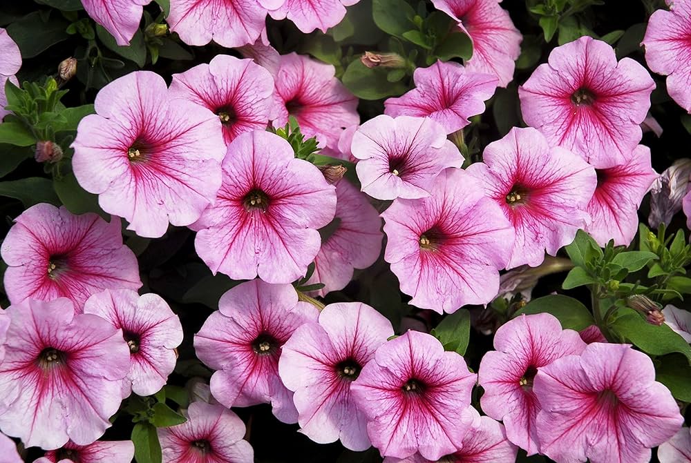 Tritunia Violet Petunia Seeds for Planting Elegant Purple Flowers