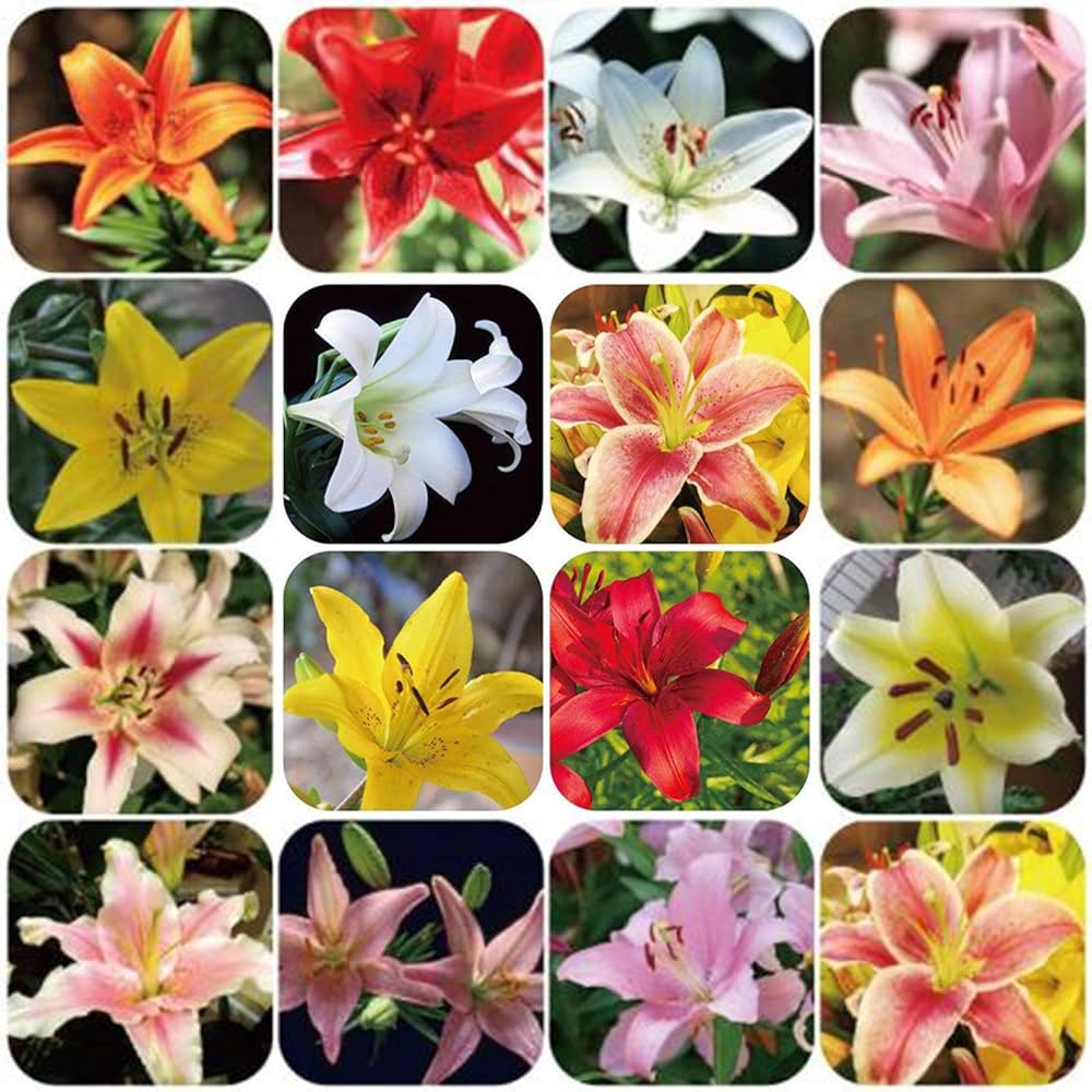 Perfume Lily Seeds