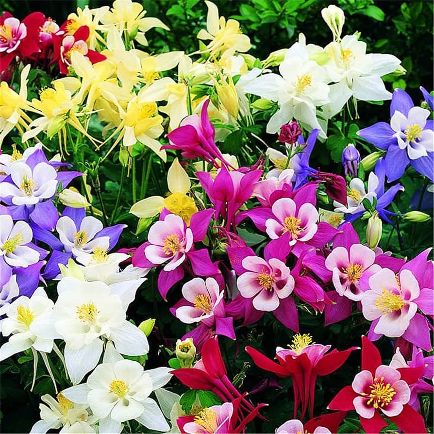 Aquilegia Viridiflora Seeds for Planting - Unique Flowers for Flower Bed & Urban Garden