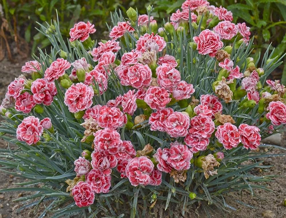 Carnation Dianthus caryophyllus Seeds for Planting - Great for Flower Bed & Home Garden