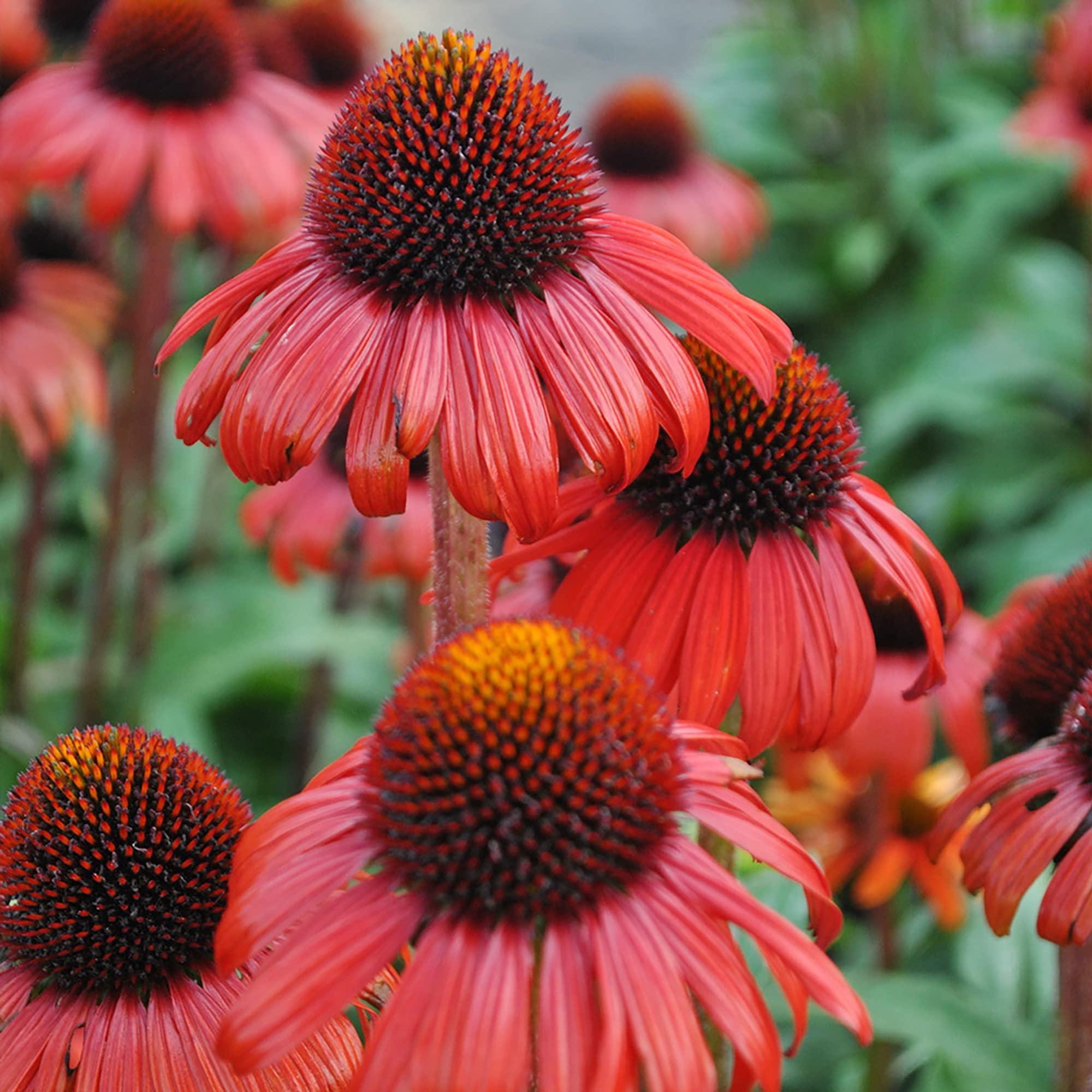 Orange Echinacea Seeds for Planting Echinacea purpurea for flower beds and pollinator gardens