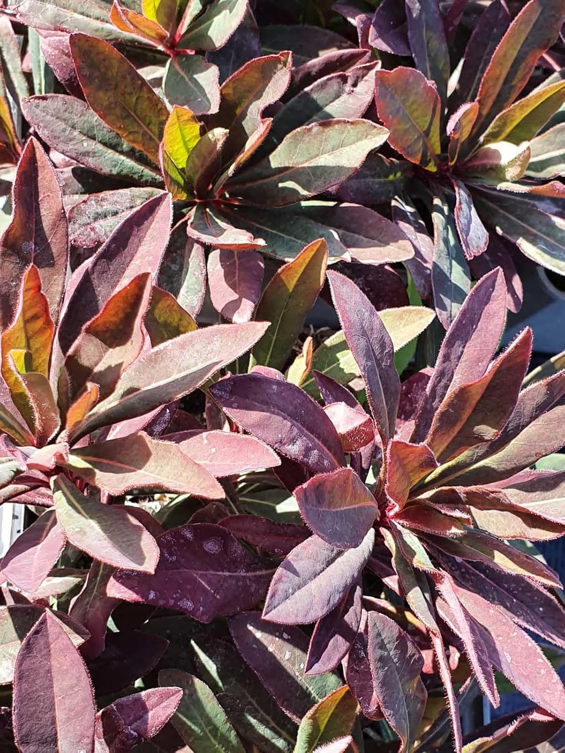 Euphorbia Amygdaloides Flower seeds for Planting - Easy to Grow, Heirloom & GMO Free Seeds for Home Garden
Sale seeds for home garden
