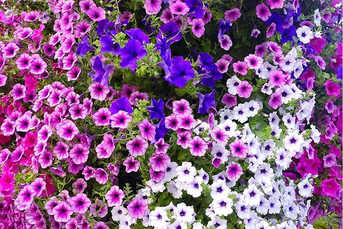 Mixed Hanging Petunia Petunia spp Flower Seeds for Planting in Hanging Baskets