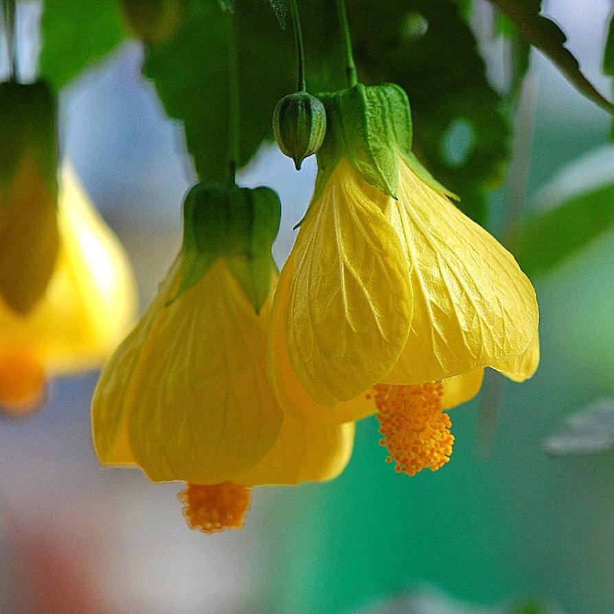Evergrowseeds Abutilon striatum flower seeds for planting, showing 20 seed packets with vibrant flower illustrations.