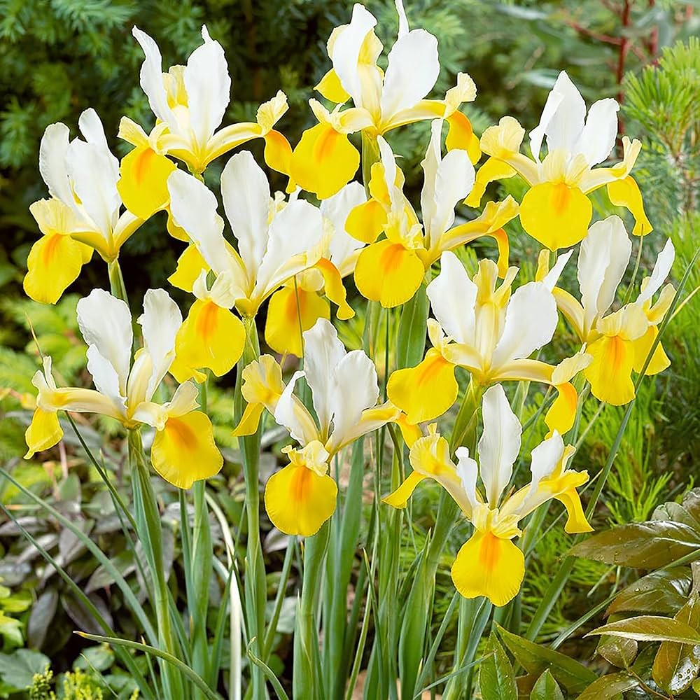 Iris Iris germanica Seeds for Planting - Ideal for Flower Bed & Home Garden