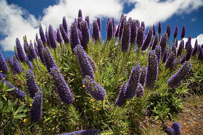Echium Fastuosum Flowering Plant Echium fastuosum Seeds for Planting in Flower Bed & Garden